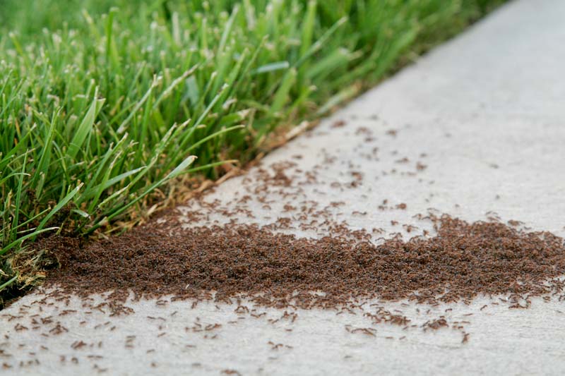 Fire Ants in Texas Image of fire ants.