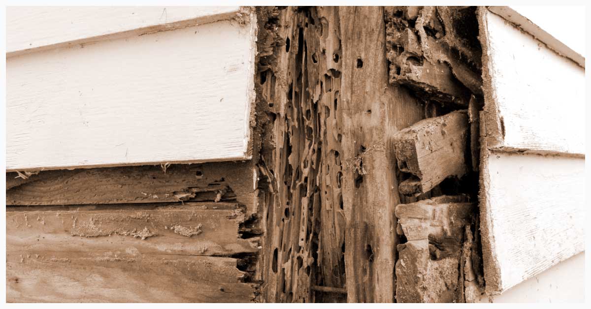 Termite Inspections and Treatment Services in Austin, Texas