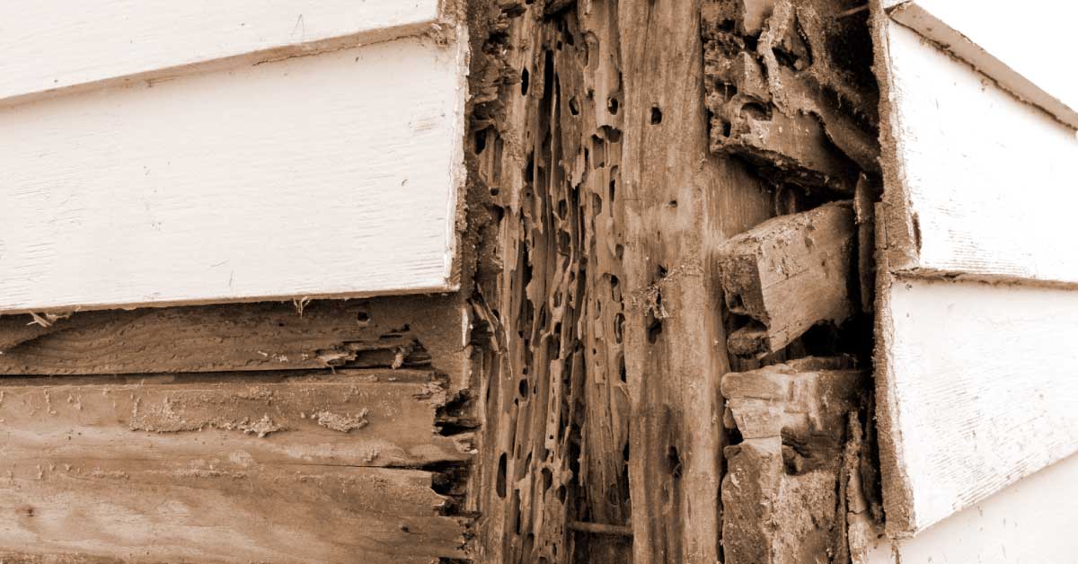 Image of termite damage.