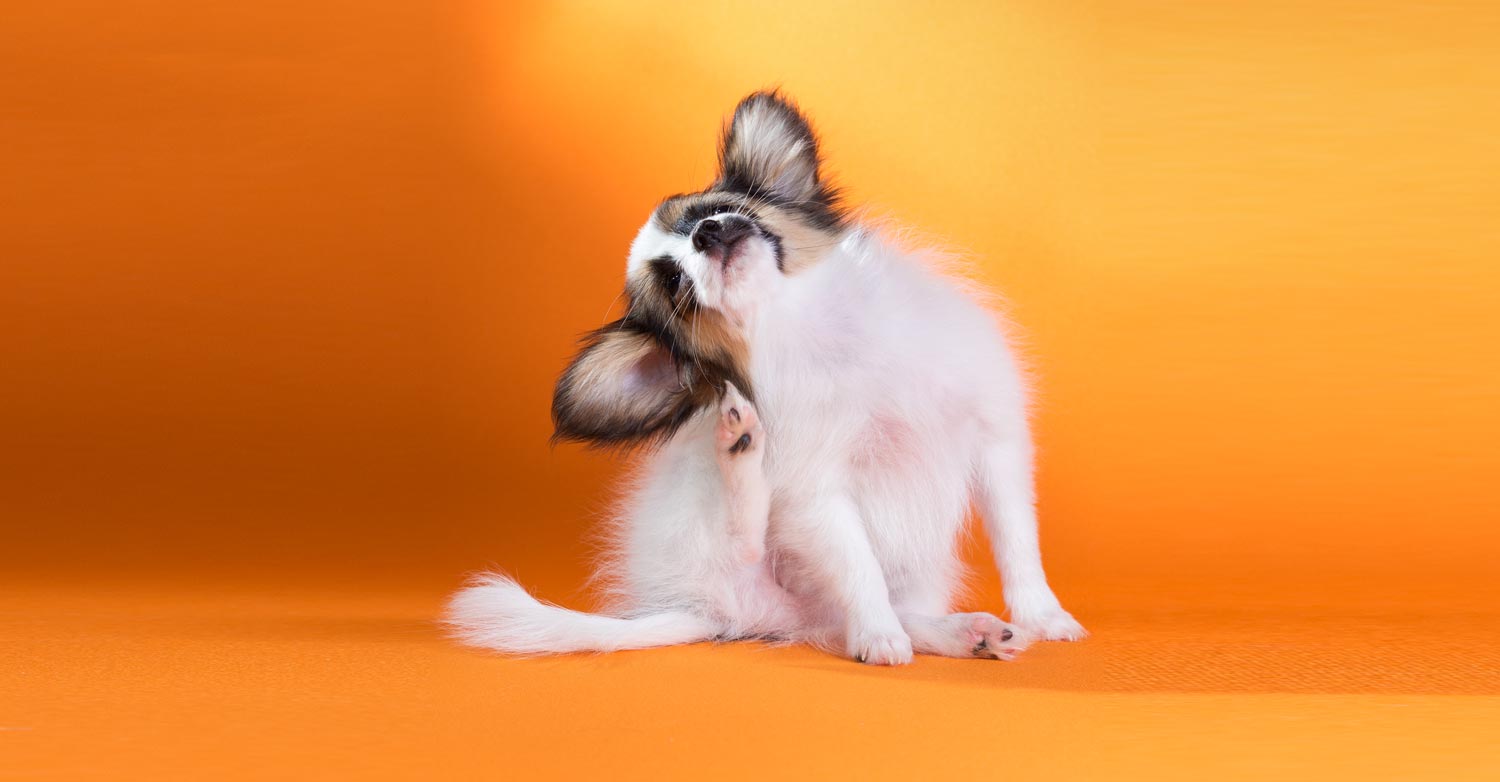How do I get rid of fleas? Image of a dog scratching because he has fleas.