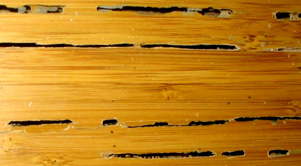 What To Expect When Treating Termite Damage The Bug Master