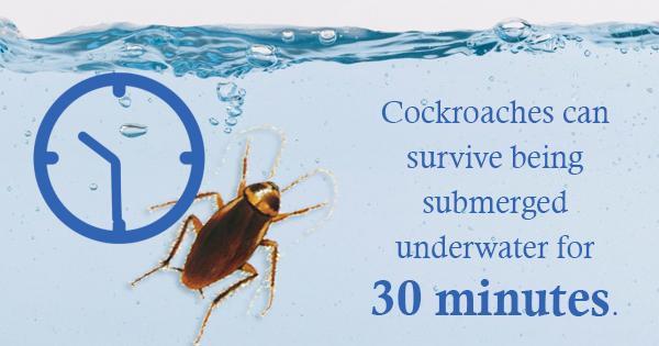 Keep Cockroaches Out of Your Home FOR GOOD - The Bug ...