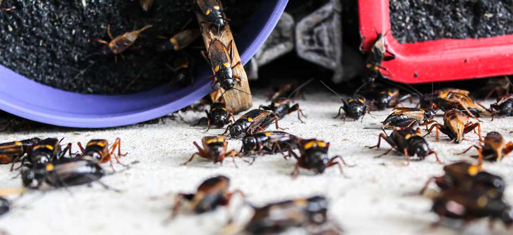 How To Get Rid Of Crickets The Bug Master Pest Control And Disinfecting