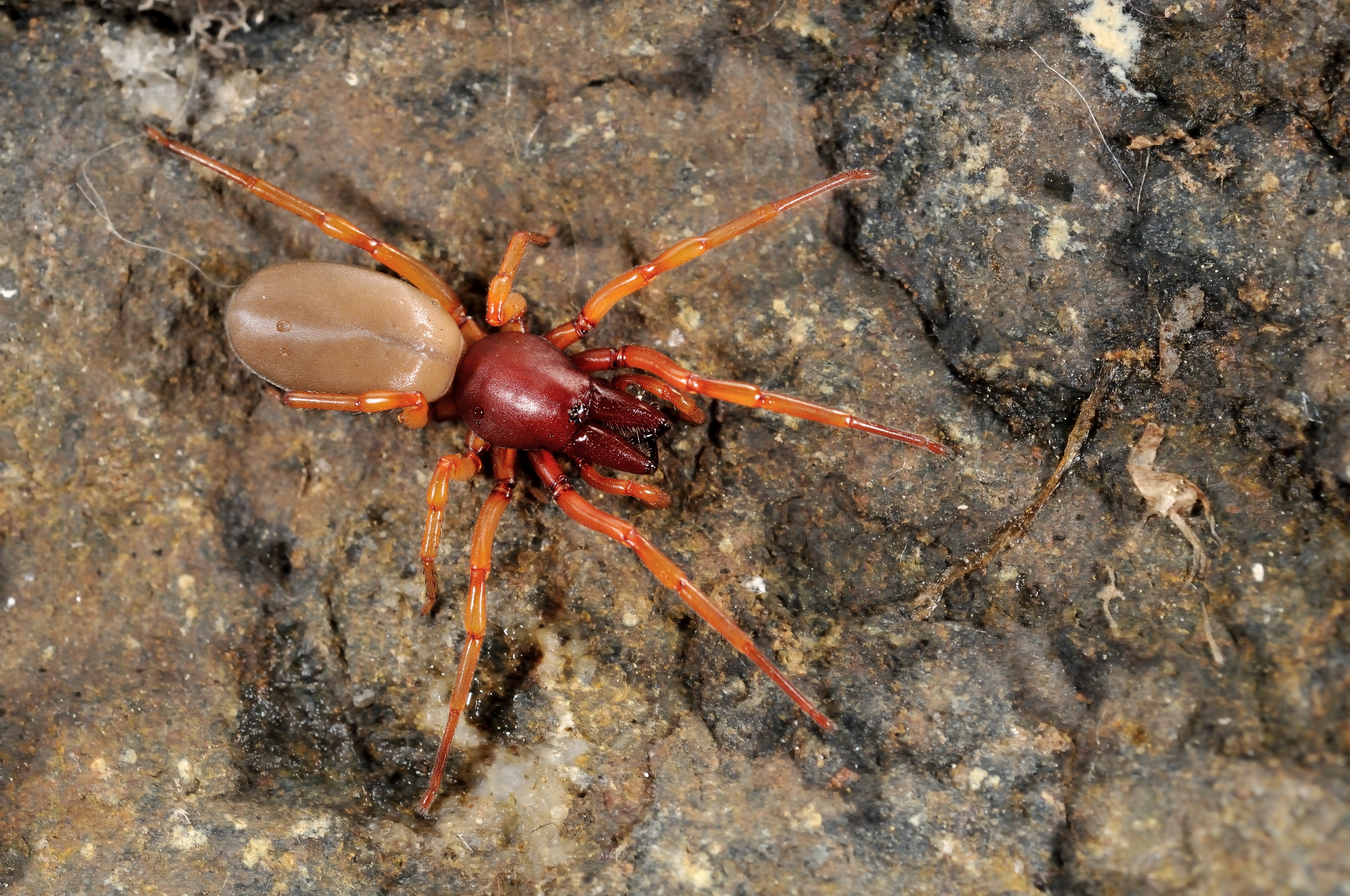 Spiders In Texas Chart