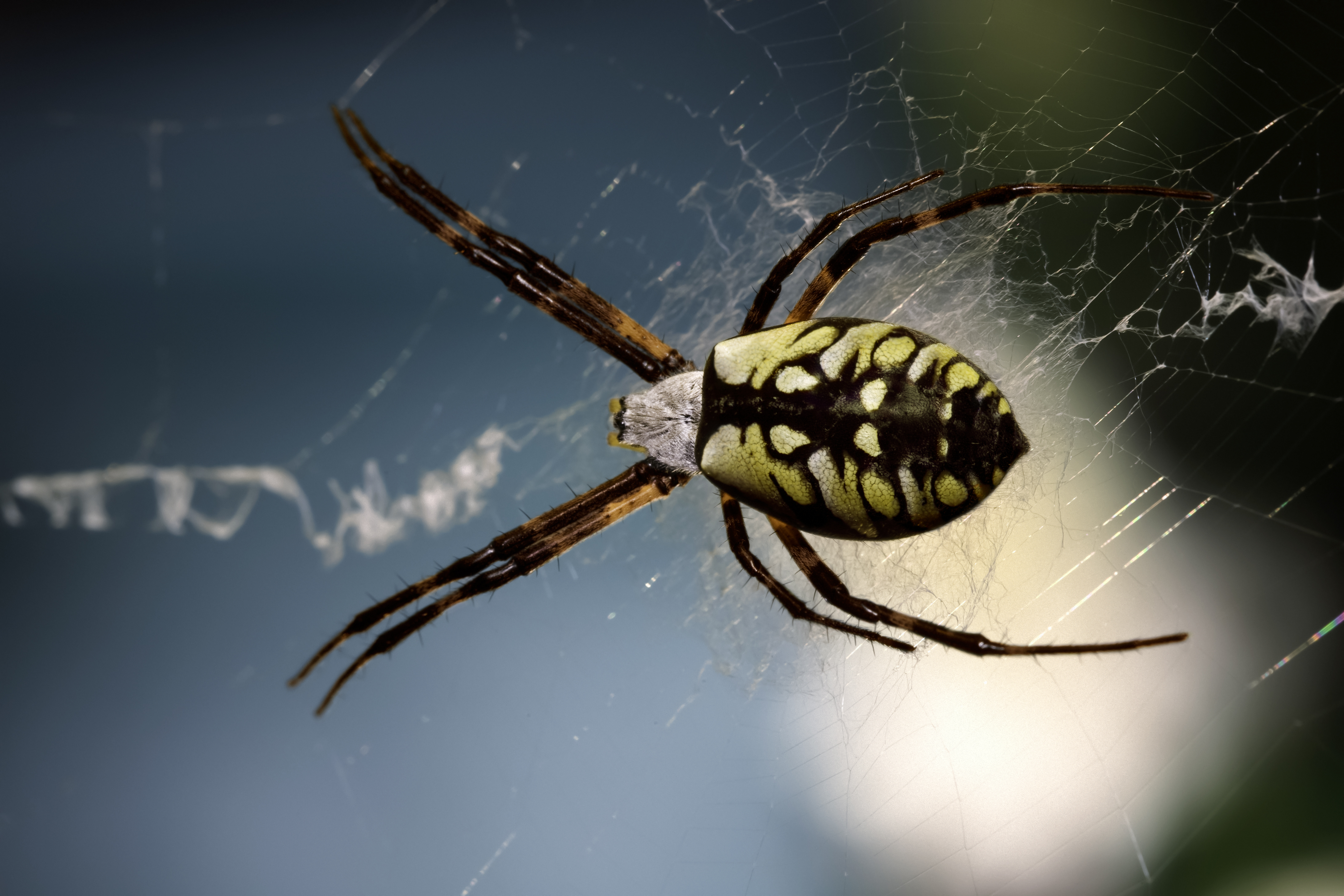 Texas Spiders Identification Chart