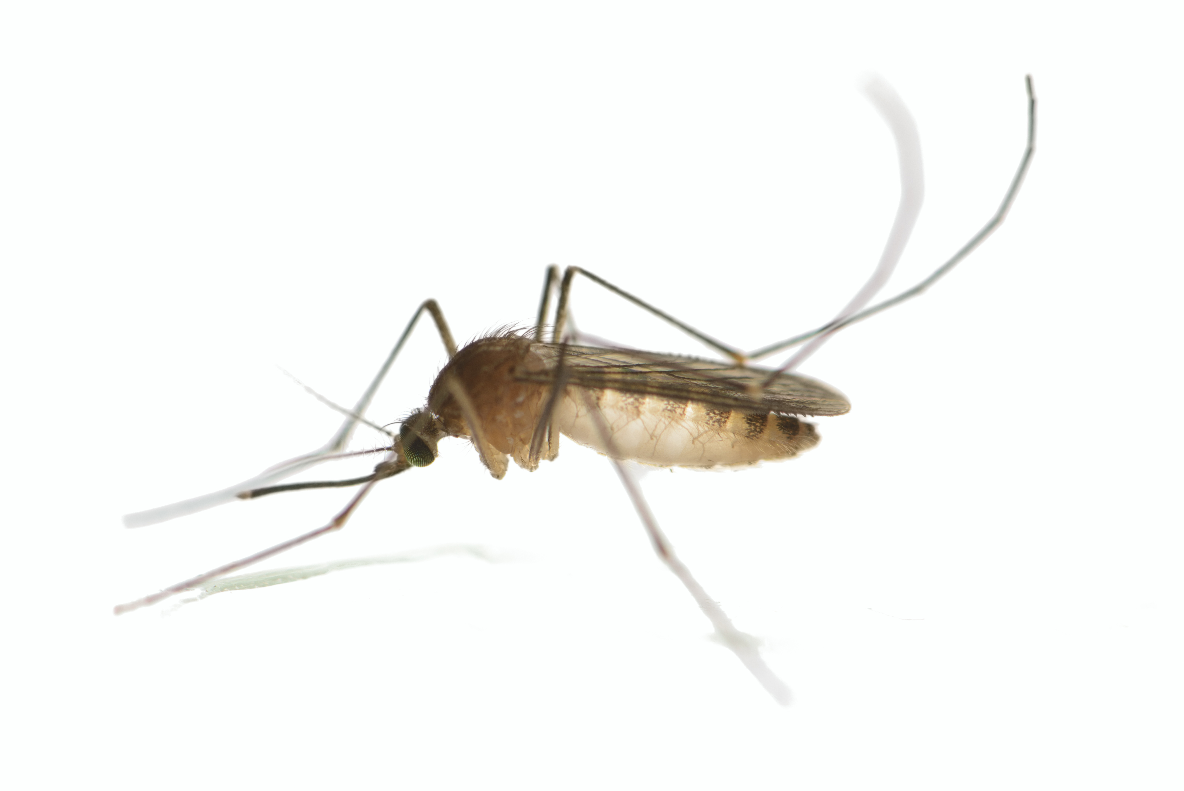most common types of mosquitoes in north america the bug types of mosquitoes