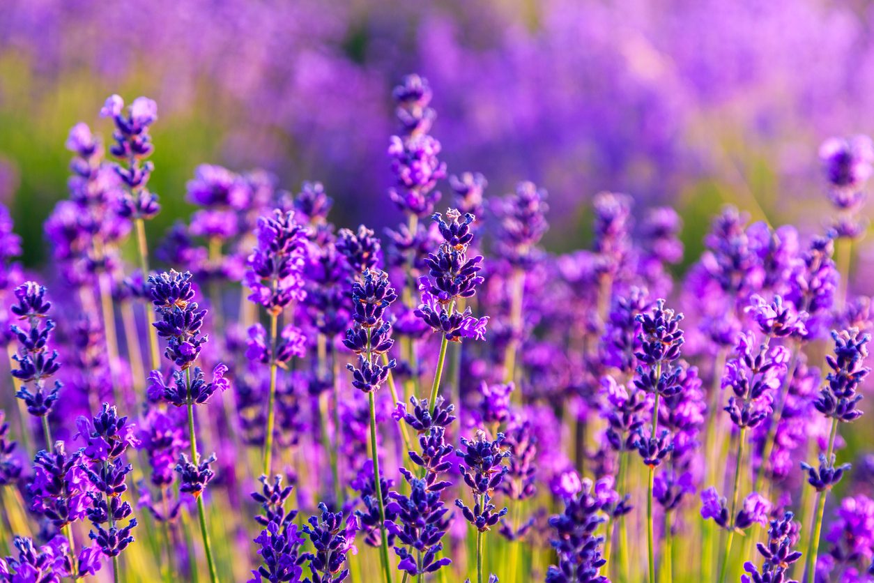 8 Mosquito Repellent Plants The Bug Master