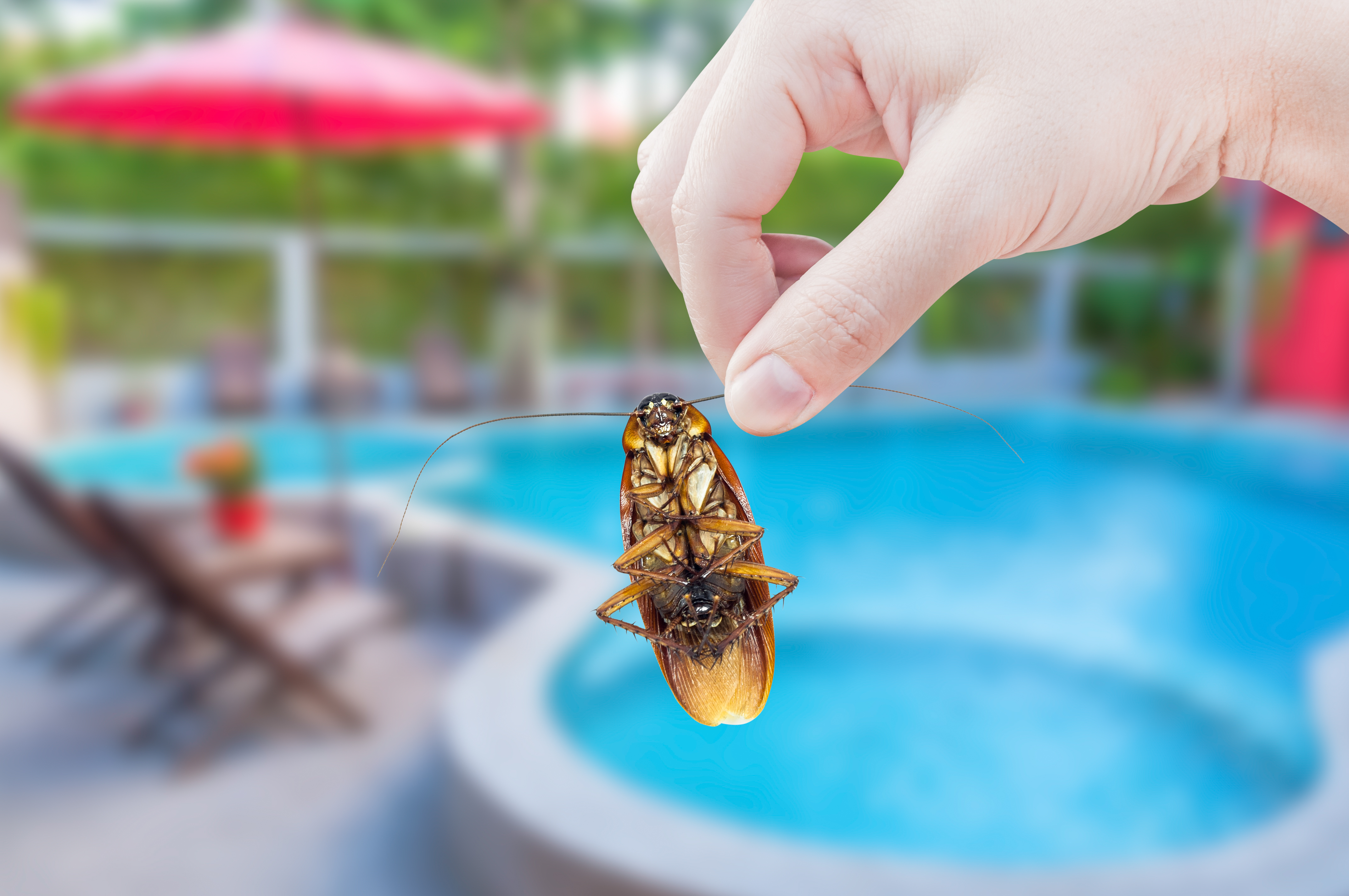 Hotel Pest Control The Bug Master Pest Control And Disinfecting