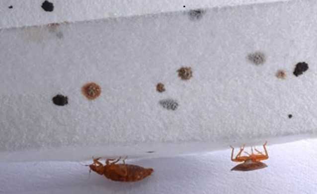 How Do Hotels Get Rid Of Bed Bugs The Bug Master