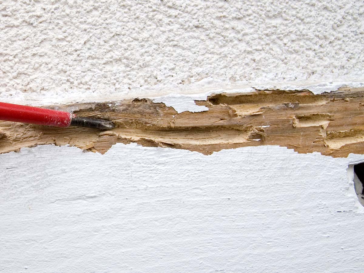 Easy To Spot Termite Signs In Central Texas - The Bug ...