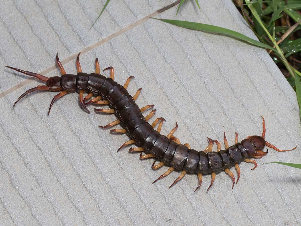 Texas Redheaded Centipede Texas Redheaded Centipede