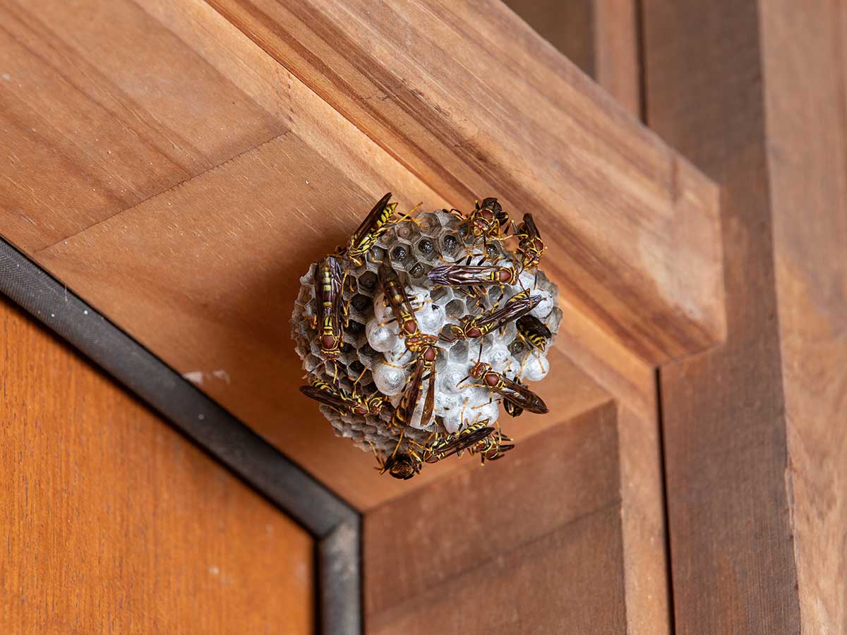 Common-Pests-After-Rainy-Weather-In-Texas-Wasps Common-Pests-After-Rainy-Weather-In-Texas-Wasps