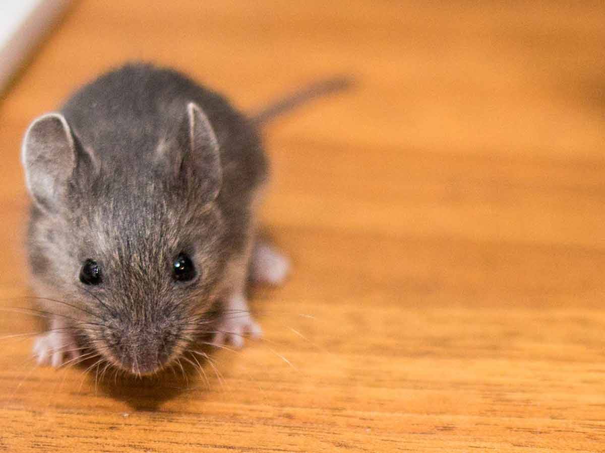 House Mouse Image of a common house mouse