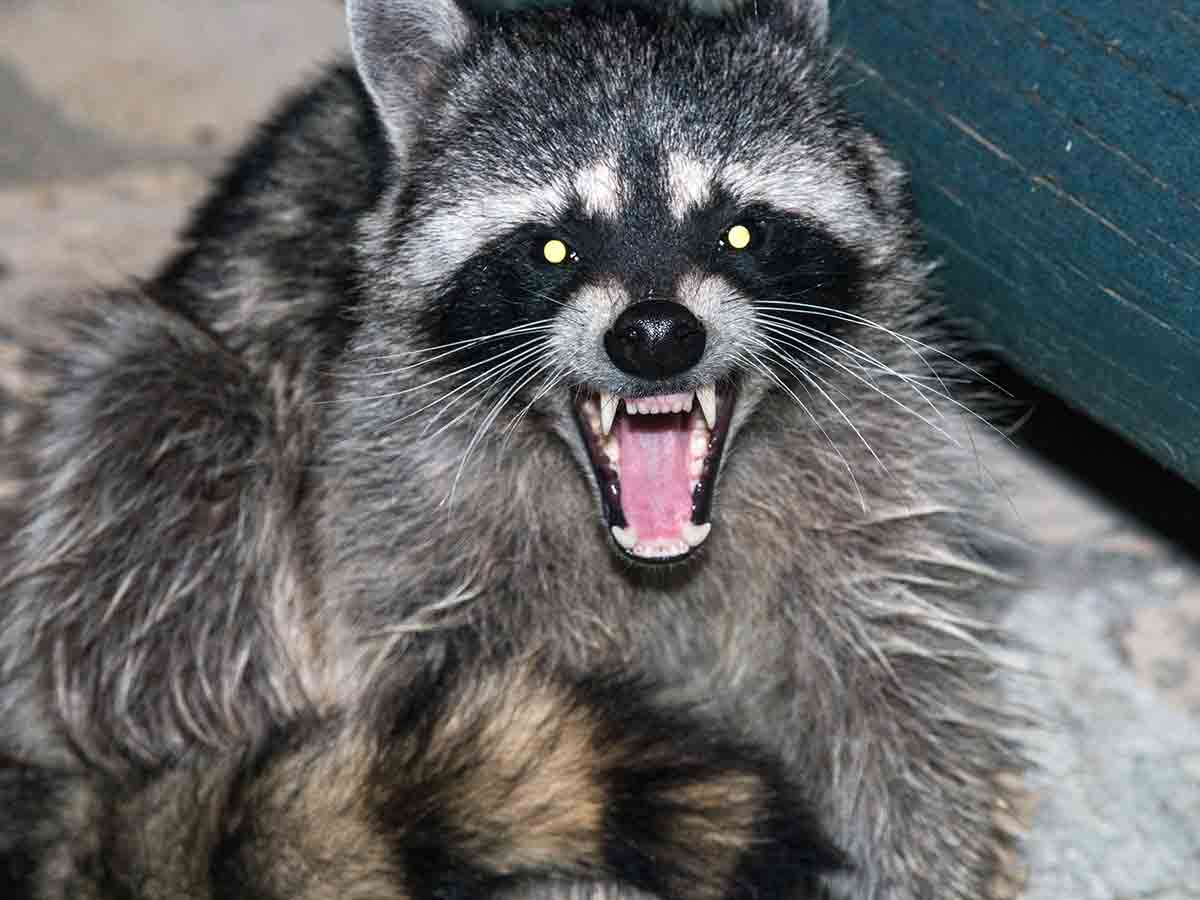 Aggressive Raccoon That May Have Rabies Aggressive Raccoon That May Have Rabies