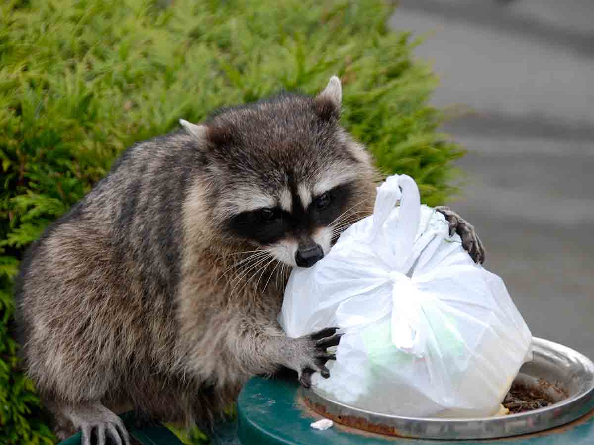 Raccoon Rummaging Through Garbage A Raccoon rummaging through garbage.