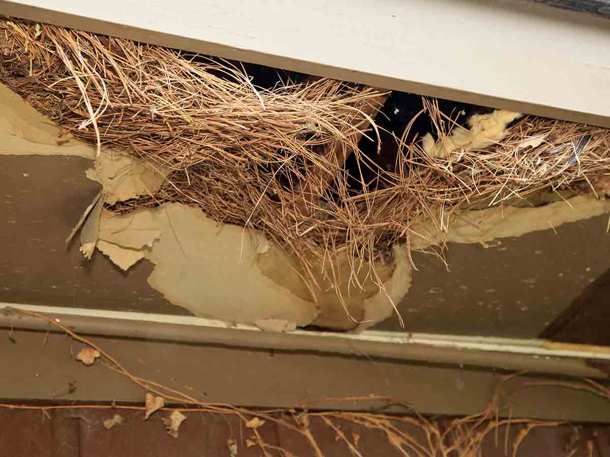 Roof Damage By A Raccoon Roof Damage By A Raccoon