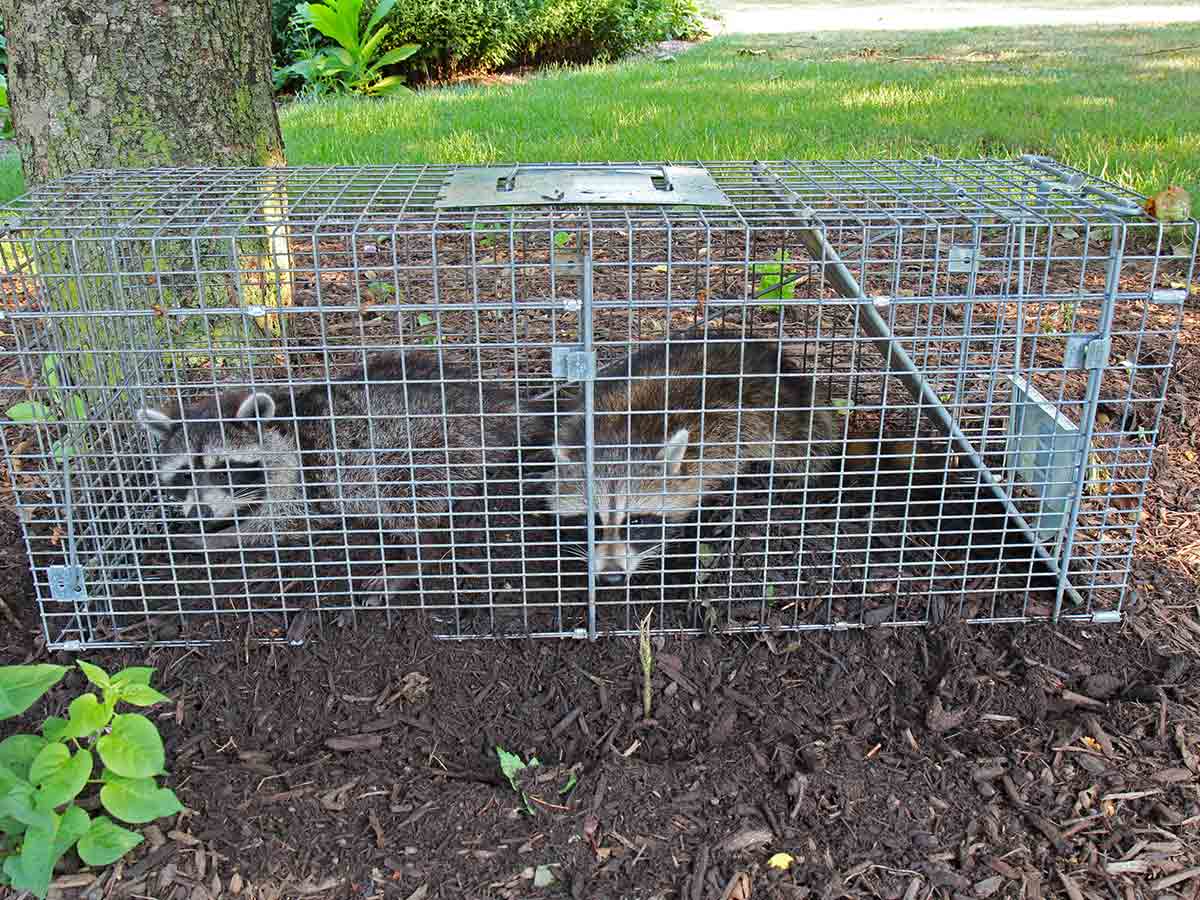 Trapped Raccoons By A Pest Control Expert Raccoons trapped by a pest control expert