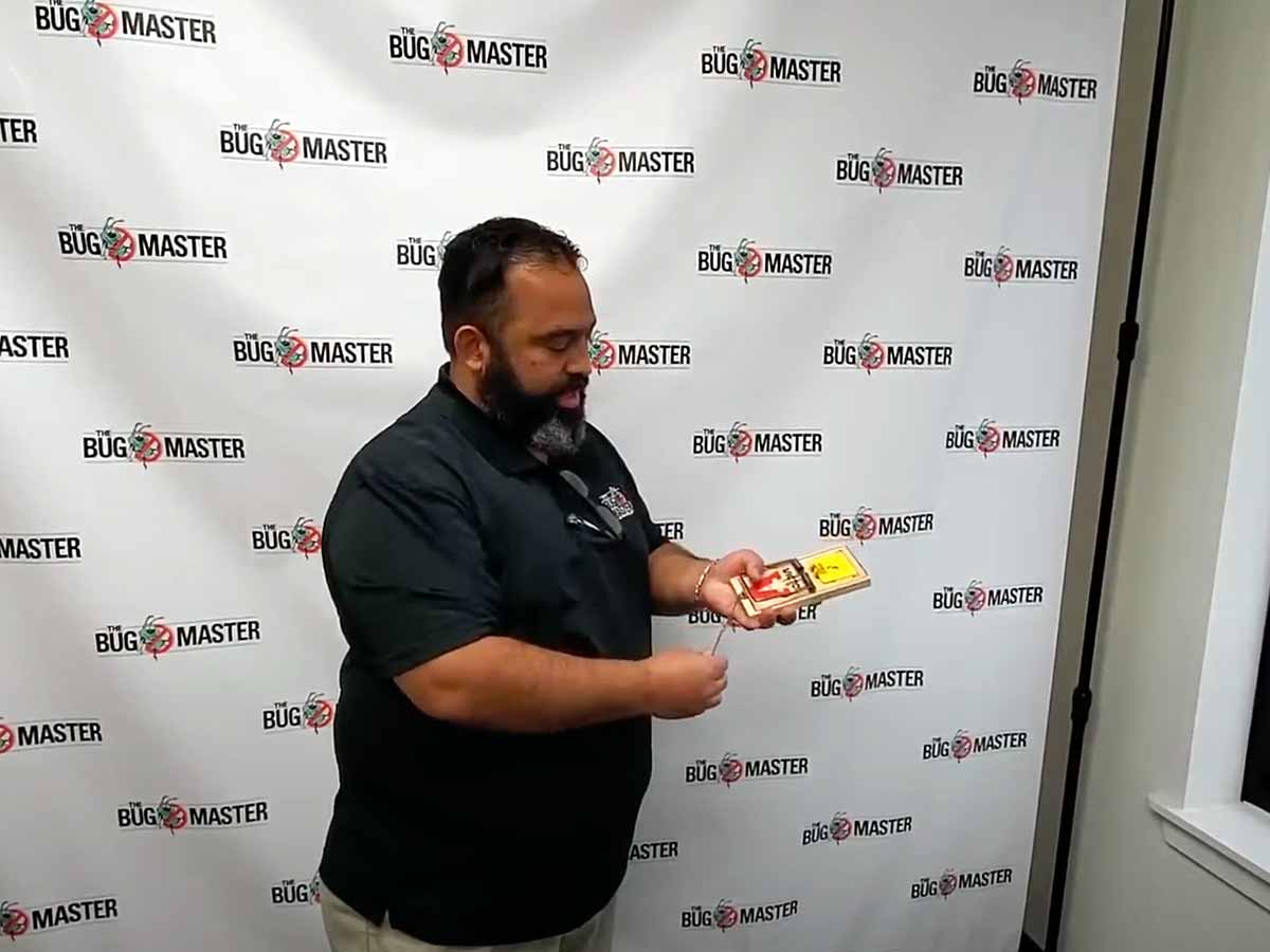 Setting-The-Trigger-On-A-Rat-Trap-How-To-Set-A-Rat-Trap Setting-The-Trigger-On-A-Rat-Trap-How-To-Set-A-Rat-Trap
