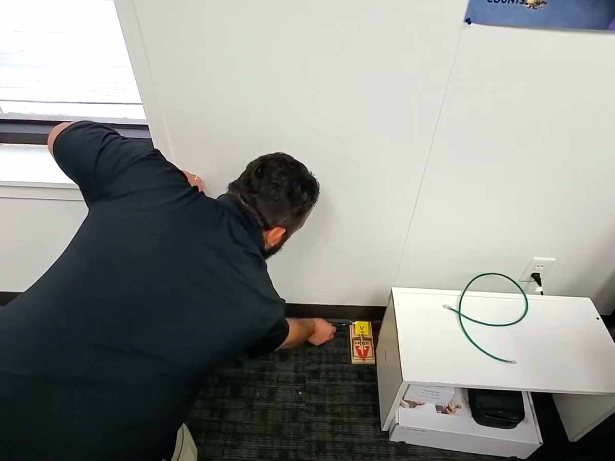 how to set a rat trap the bug master pest control and which would you do to start using a calendar template from office com templates
