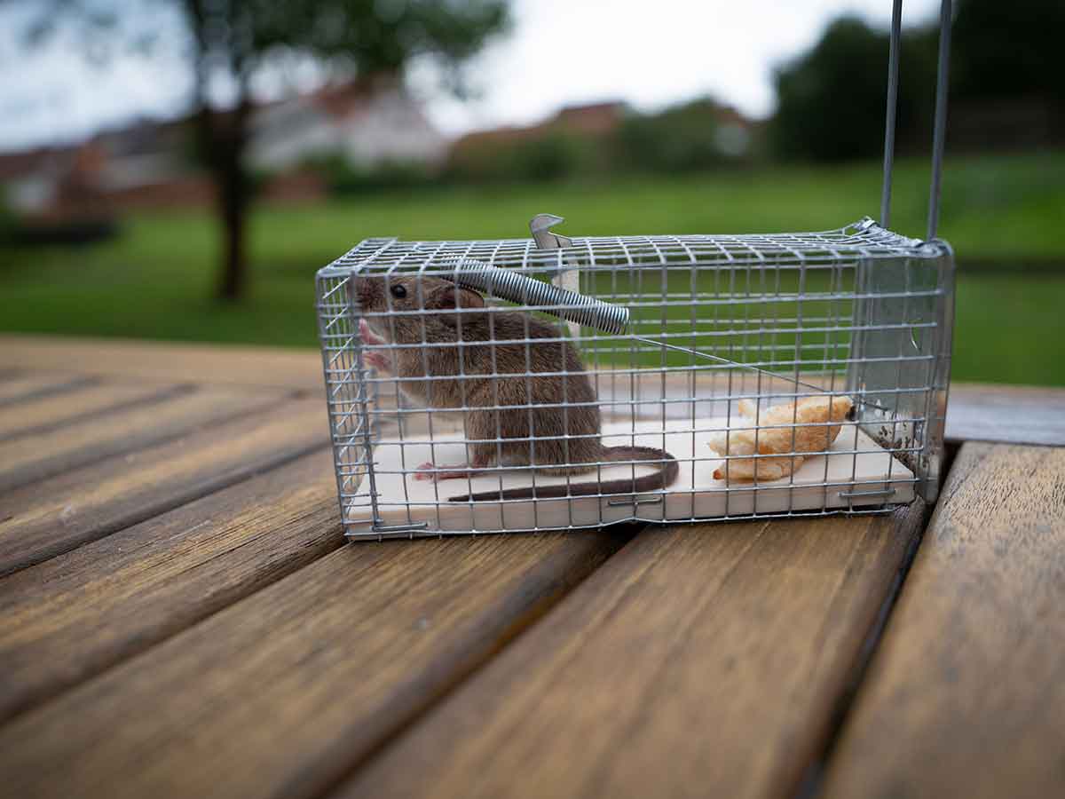 How to get rid of rats from your yard and prevent them ...