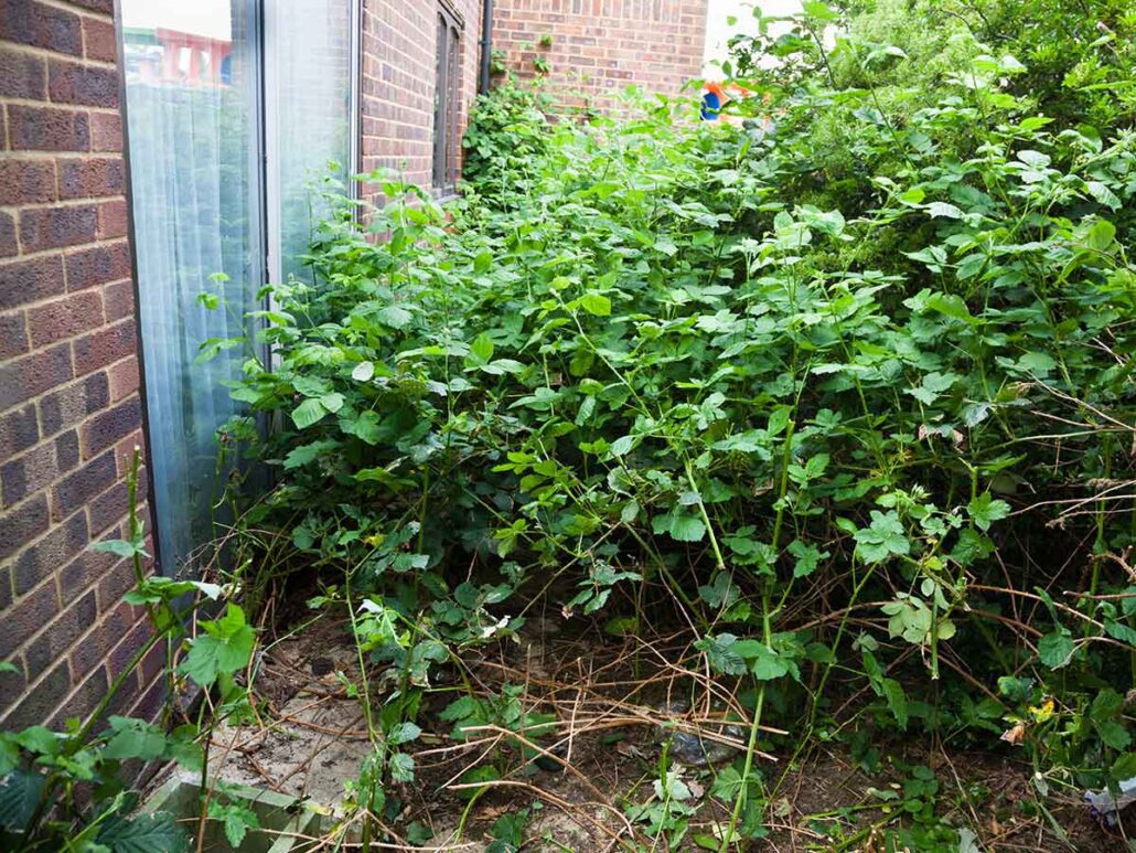 How to get rid of rats from your yard and prevent them