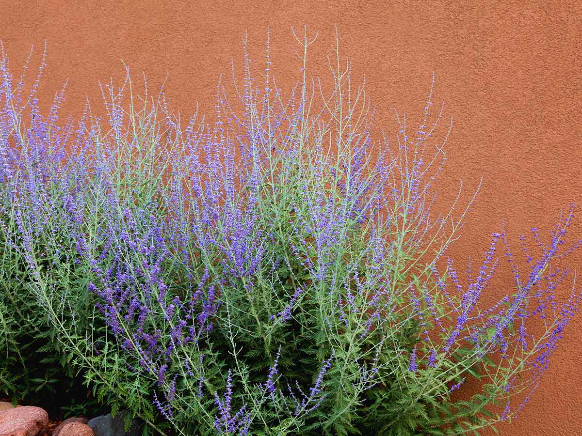 sagebrush-can-help-to-deter-rats-how-to-get-rid-of-rats-from-your-yard-and-prevent-them-from-coming-back sagebrush-can-help-to-deter-rats-how-to-get-rid-of-rats-from-your-yard-and-prevent-them-from-coming-back
