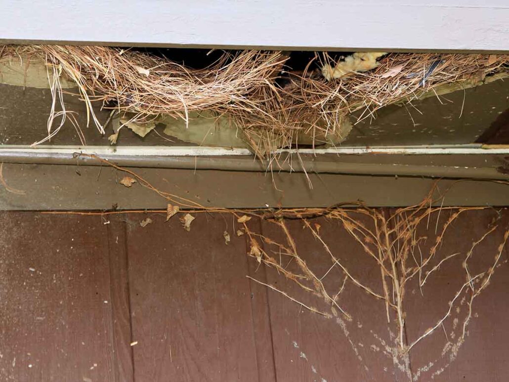 attic squirrels