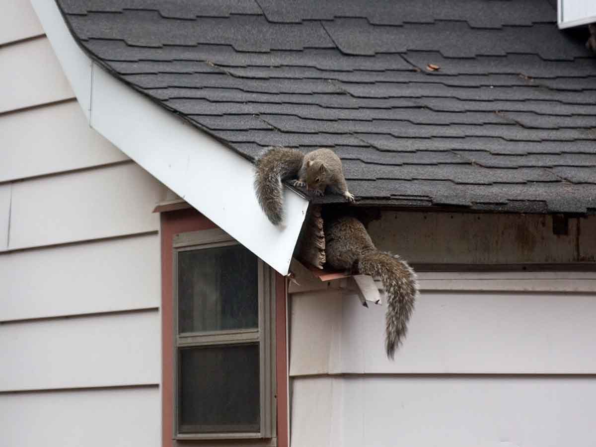 Squirrels-getting-in-the-attic Squirrels-getting-in-the-attic