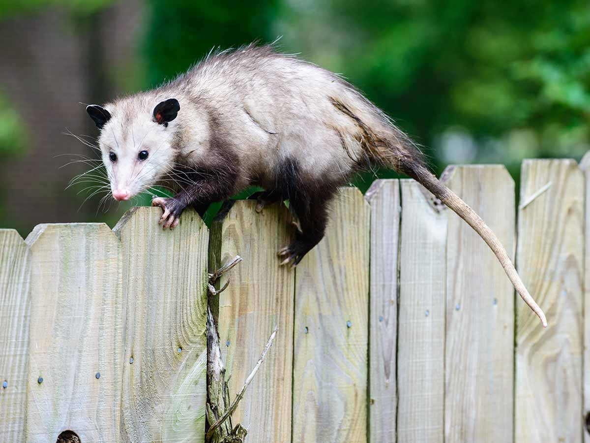 Opossums - Common Pests After The Texas Winter Storm Opossums on a fence in Texas